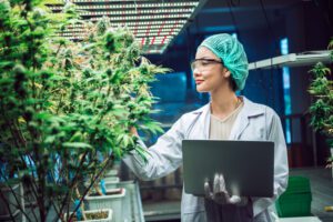 lean cannabis production consultants