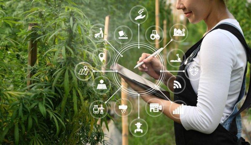 Why Automation Is Essential for Cannabis Production 5 Why Automation Is Essential for Cannabis Production