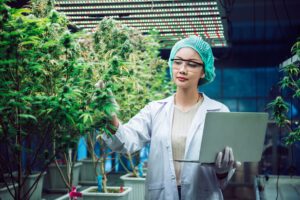 erp for cannabis manufacturing woman in cannabis grow with laptop ERP Consulting for Cannabis