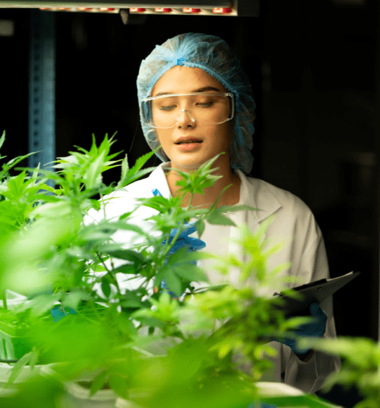 ERP Consulting for Cannabis