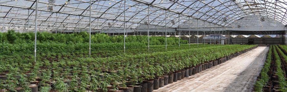 ERP Consulting for Cannabis